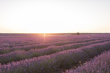 Obraz na płótnie Canvas Fields of lavender at dusk before being harvested in the town of Brihuega.