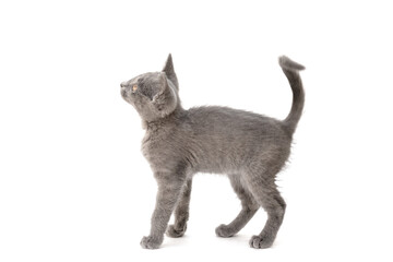 A gray kitten is playing and posing. Photo of a pet on a white background.