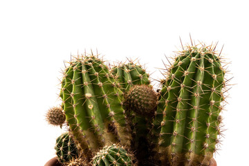 Cactus isolated on white background. free space for text.