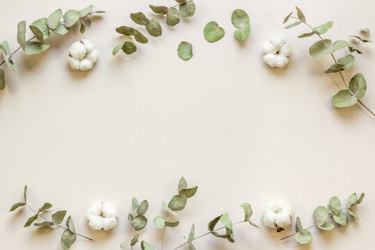 Eucalyptus branches and cotton flowers - floral frame. Top view