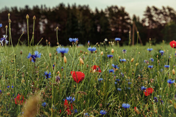 Wild flowers on the summer field