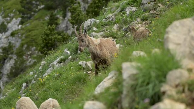 Ibex in french mountains of vercors