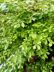fresh and lush greenery in the garden