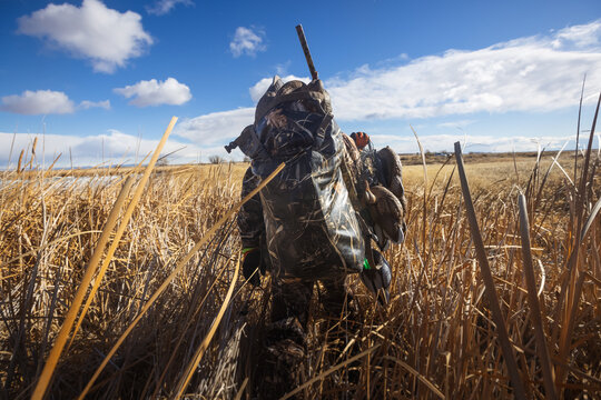 Rear view of a man walking through reeds while duck hunting, USA