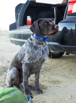 German wirehaired pointer dog sitting by a car, USA