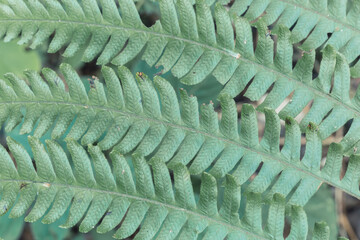 Fototapeta premium Textures of wild fern leaves in the jungle.
