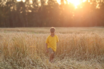 a child in shorts and a T-shirt goes into a field with wheat, with his head down