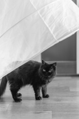 Black cat standing under the dress
