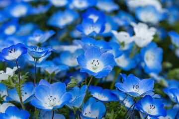 Blue Nemophila flowers in the garden ,Shikoku,Japan	