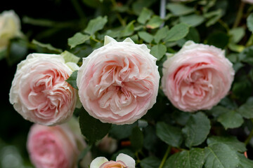 light pink Floribunda rose or pink antique roses  in a garden 