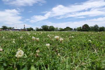 夏の青空とシロツメクサの咲く芝生広場