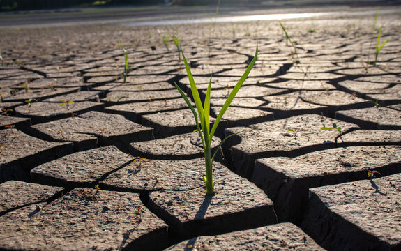  plant growing on cracked ground.