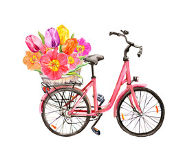 Fototapeta na wymiar Pink bicycle, tulip flowers in basket. Watercolor