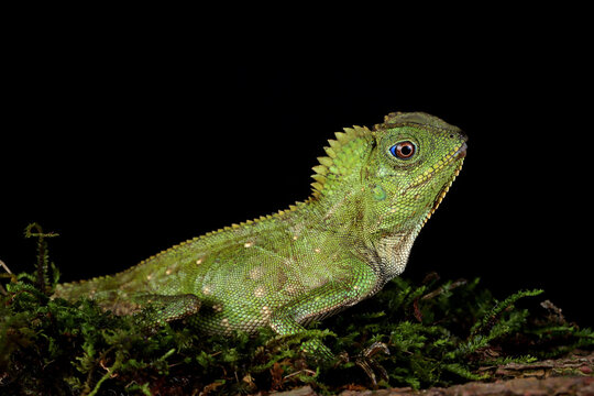 Portrait of a Boyd's forest dragon, Indonesia