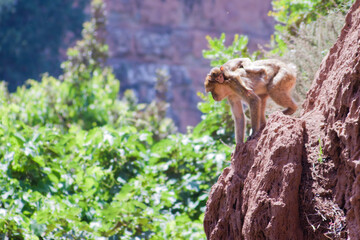 Monkey and baby on cliffs