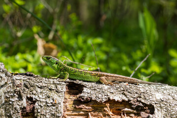 Lizard taking sunbath in forest