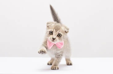 Small cute gray and white playful kitten sitting with a pink bow around its neck on a white or gray background: gift on , place for text, soft focus