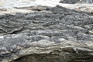 tree forest closeup