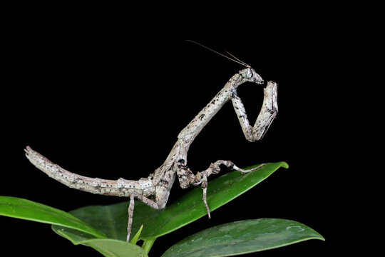 Close-Up of a Twig Mantis (popa Spurca) on a leaf, Indonesia
