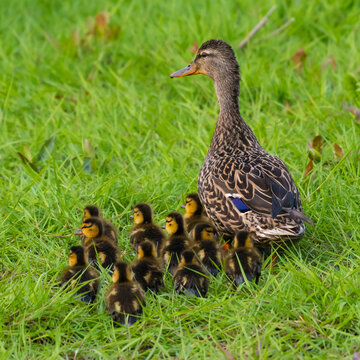Female Mallard duck with a brood of ducklings walking on grass, Canada