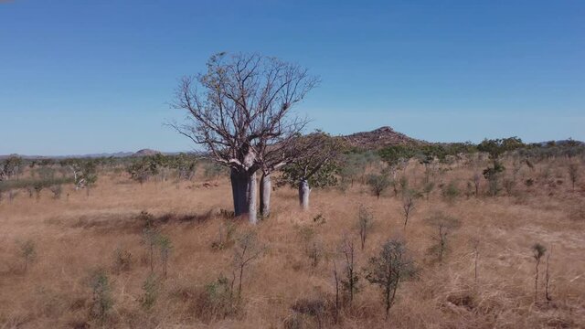 Aerial Clip Fling Forward Towards A Boab Tree And A Hill In The Kimberley Region Of Western Australia