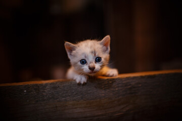 A cute little kitten exploring the world around her