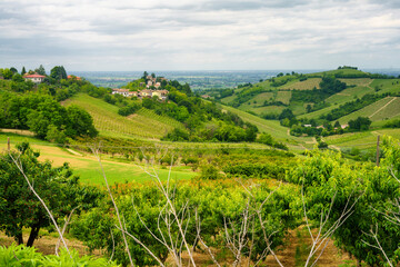 Fototapeta na wymiar Vineyards in Oltrepo Pavese, italy, at springtime