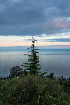 spurce  and sunset over the sea