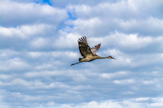 Sandhill Crane in flight at Circle-B-Bar Reserve near Lakeland, Florida