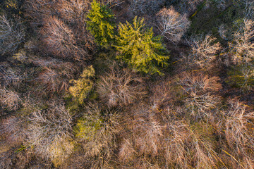 Top view of deciduous tree forest in the beginning of spring
