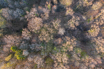 Top view of deciduous tree forest in the beginning of spring