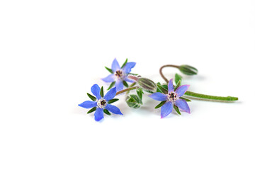 Borage flowers on a white background.