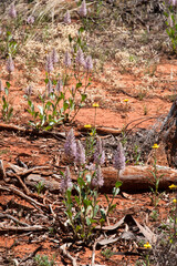 Cobar Australia, flowering pink mulla-mulla in bushland