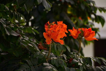 Beautiful Rugtoora, Gulmohar flower in monsoon