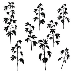 Vector silhouettes of the branch of trees, with leaves, black color, isolated on white background