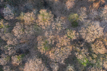 Top view of deciduous tree forest in the beginning of spring