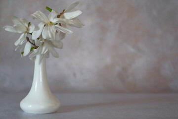White magnolia flowers in a tall white vase.