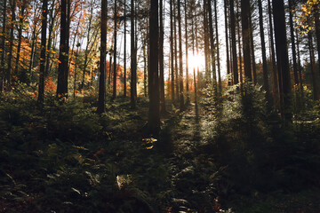 Obraz premium Forrest in beautiful lighting