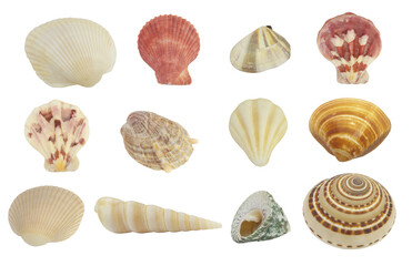 Seashells collection isolated on white background
