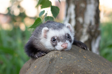 Sable ferret, Mustela putorius,sitting on the big stone green grass
