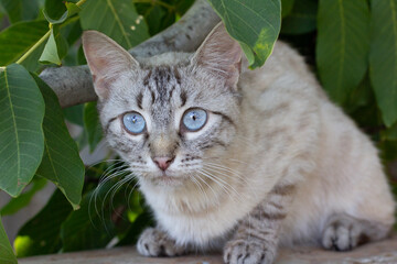 Portrait of a beautiful stray white and gray siamese mix cat with pretty big blue eyes lying down on the ground