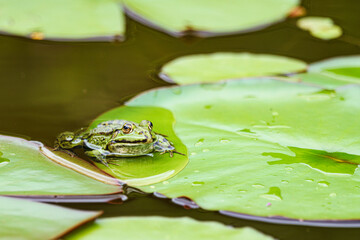 Frosch im Gartenteich