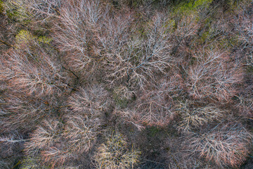 Top view of deciduous tree forest in the beginning of spring