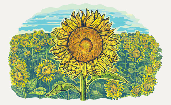 Agriculture field with a sunflowers and one large sunflower in the foreground. Vector illustration.