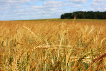 Yellow ears of rye in the field