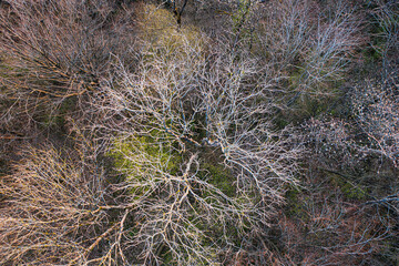 Top view of deciduous tree forest in the beginning of spring