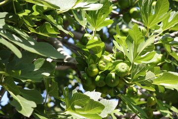 Unreife Feigen an einem Feigenbaum