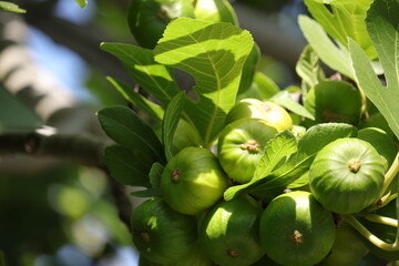 Unreife Feigen an einem Feigenbaum