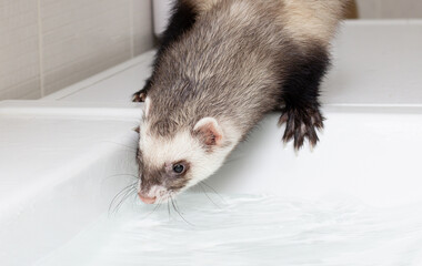 Ferret (polecat) wash in water in the bathroom