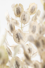 Round oval shape dried flowers beige color buds branches on light background vertical macro